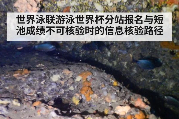 世界泳联游泳世界杯分站报名与短池成绩不可核验时的信息核验路径